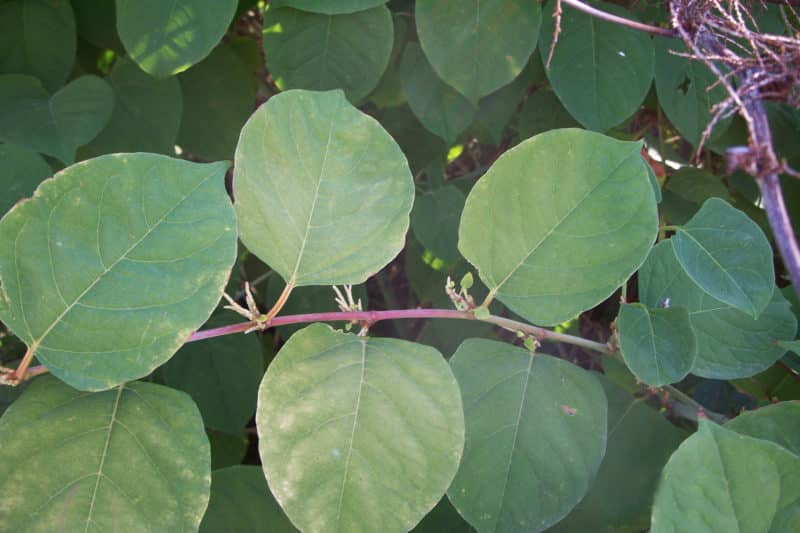 Japanese knotweed - Invasive Species Council of British Columbia