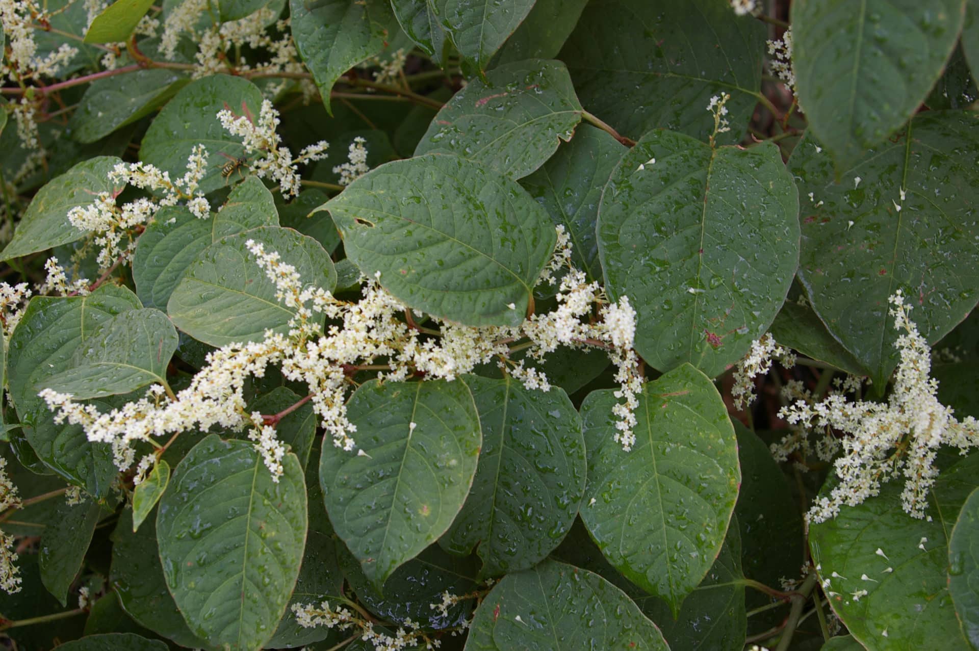 Japanese knotweed - Invasive Species Council of British Columbia