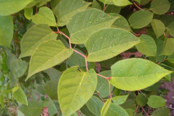 Japanese Knotweed - Invasive Species Council Of British Columbia