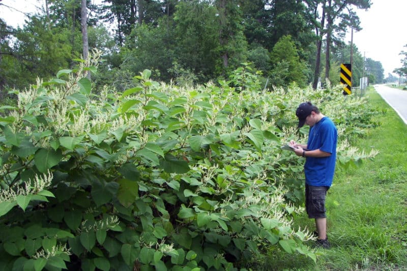 Japanese Knotweed - Invasive Species Council Of British Columbia