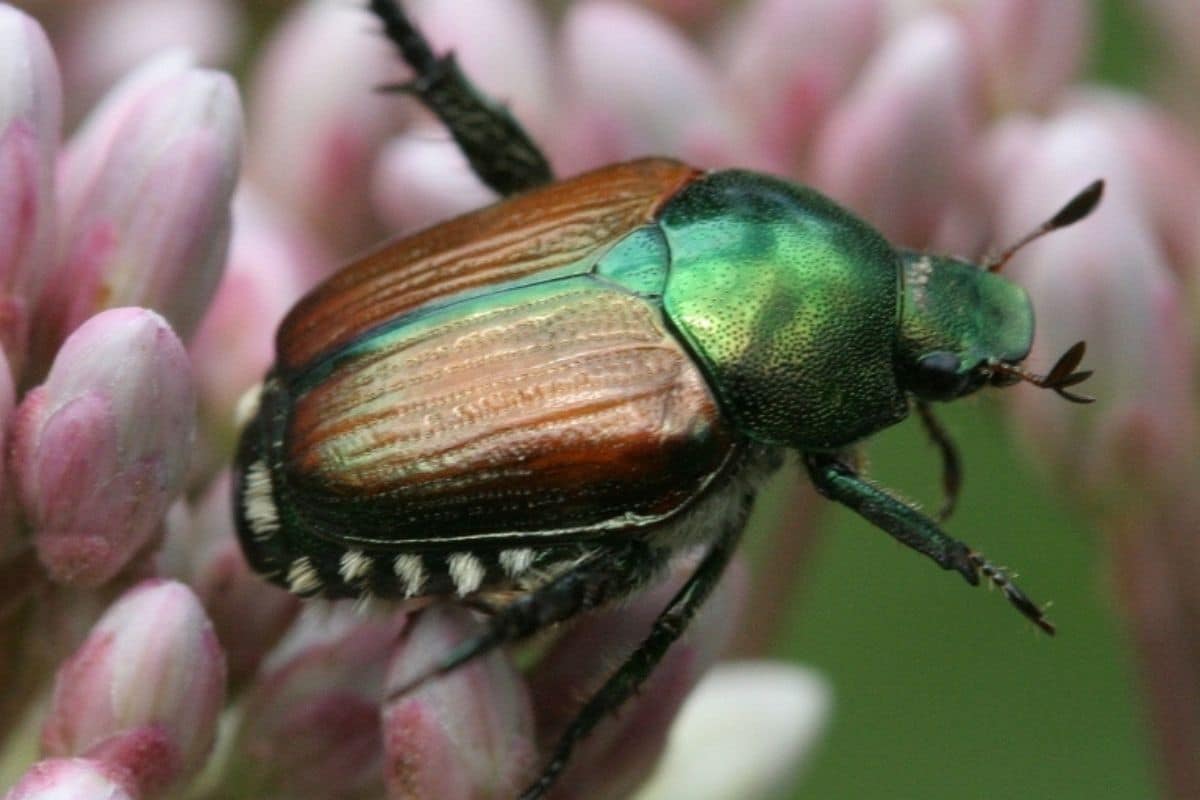 Japanese beetle - Invasive Species Council of British Columbia