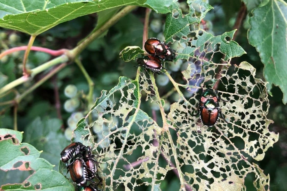 Japanese Beetle Invasive Species Council Of British Columbia 4090