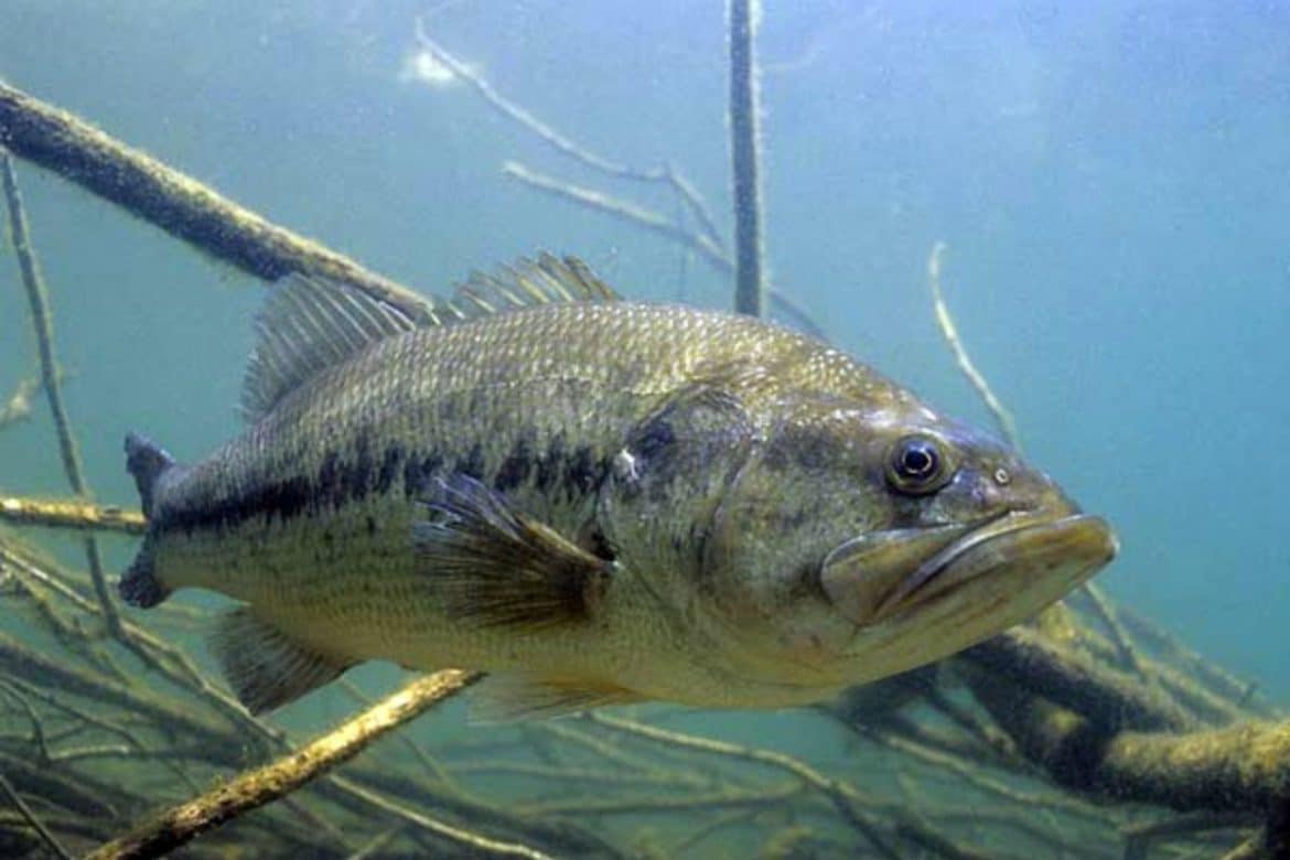 Largemouth Bass Invasive Species Council Of British Columbia