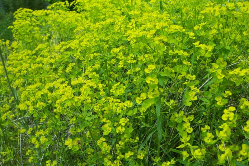 Leafy Spurge - Invasive Species Council Of British Columbia