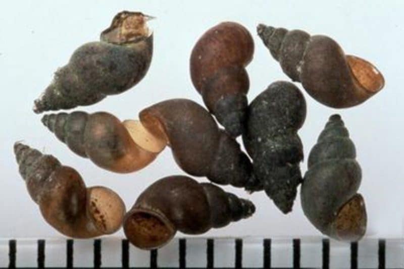 New Zealand mudsnail Invasive Species Council of British Columbia