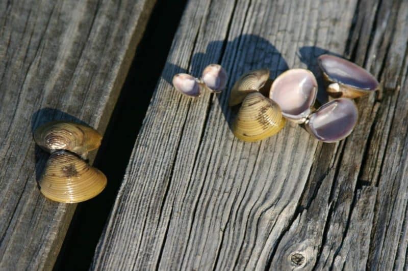 Invasive Asian clam shells found on a Shuswap Lake beach