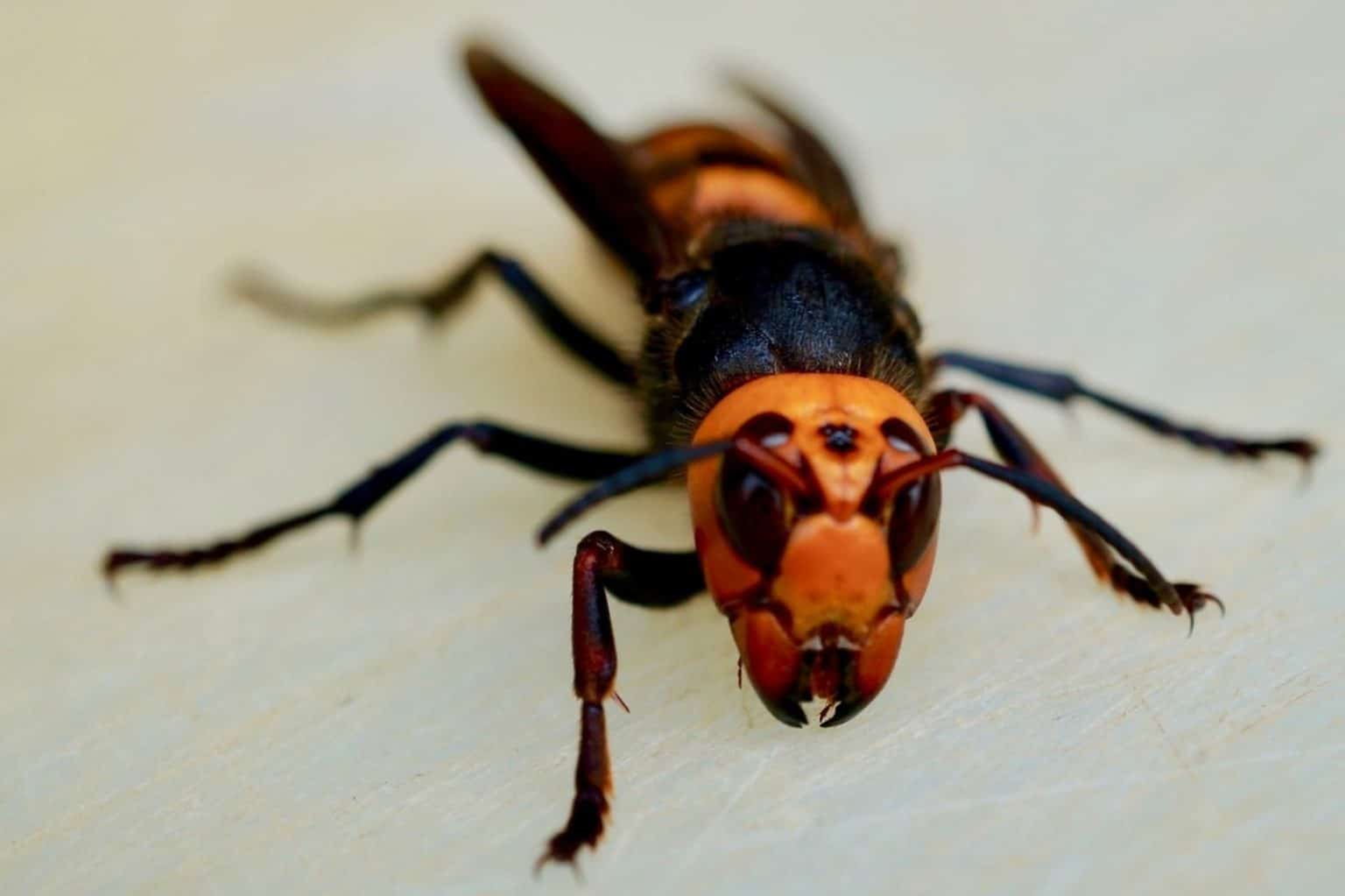 Northern Giant Hornet - Invasive Species Council Of British Columbia