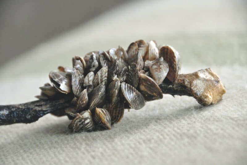 Protecting BC From Invasive Mussels – Why You Should Care And What You Can Do