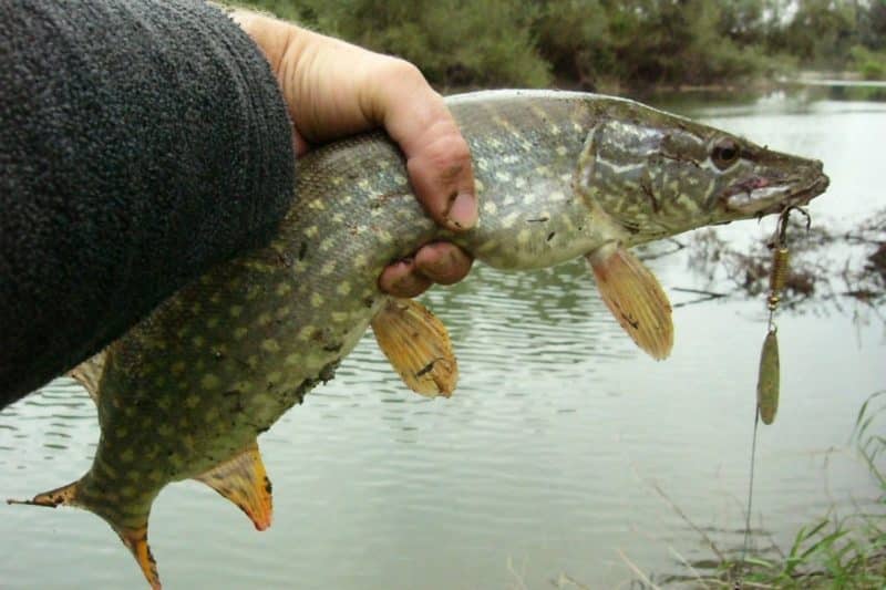 Northern pike Invasive Species Council of British Columbia