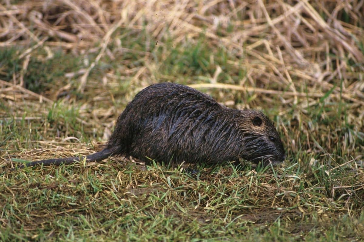 Nutria Invasive Species Council of British Columbia