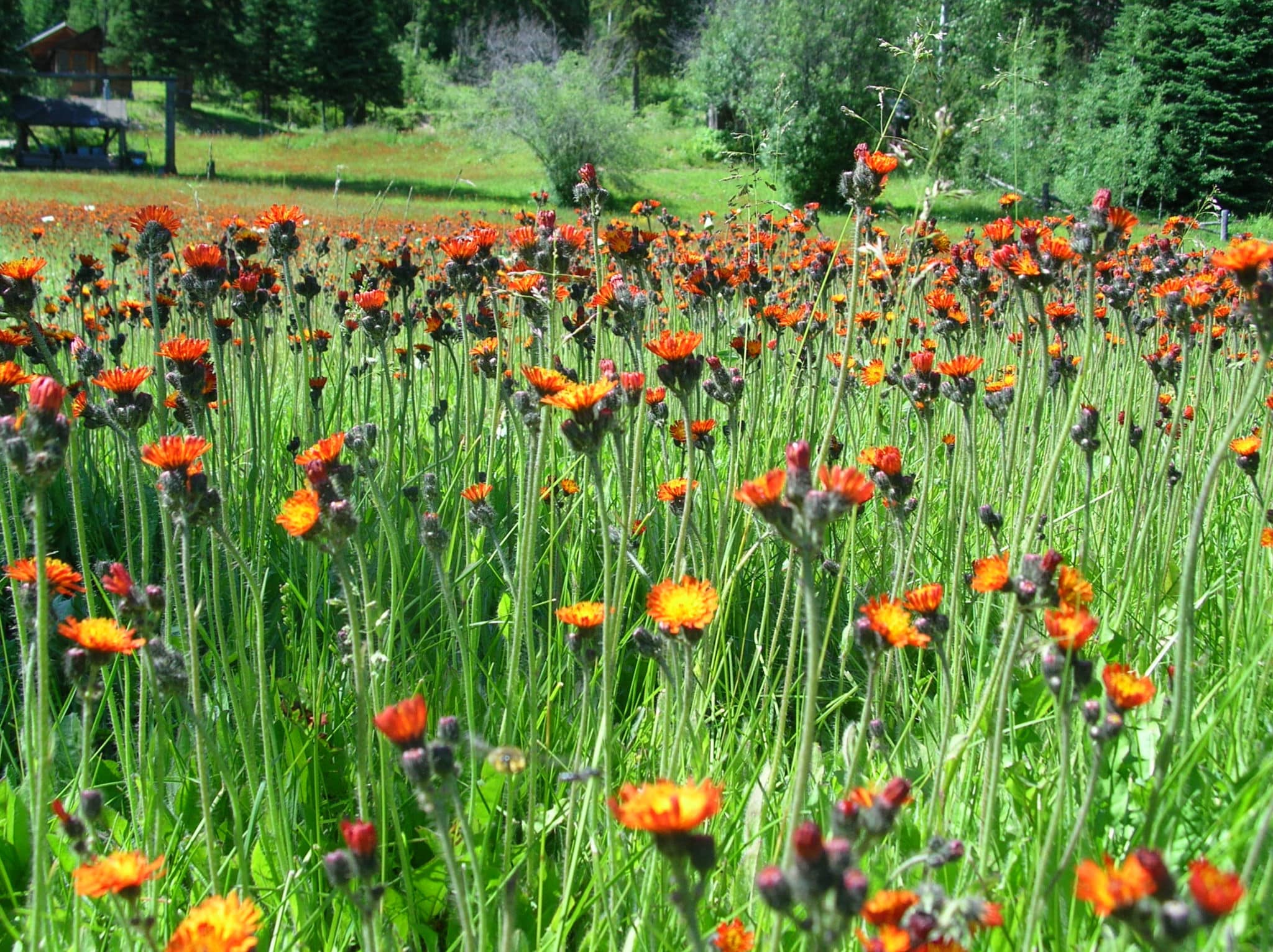 Orange hawkweed Invasive Species Council of British Columbia