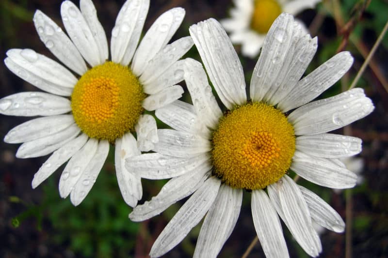 Oxeye daisy