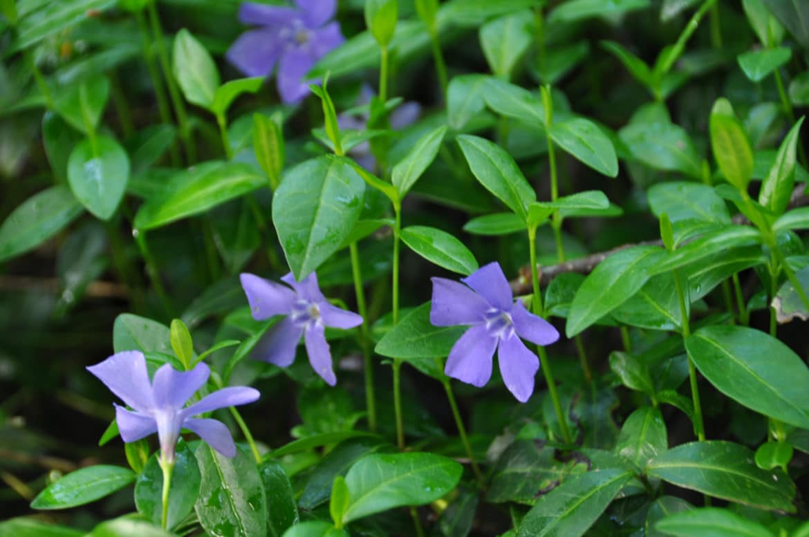 Grow Me Instead - Invasive Species Council of British Columbia