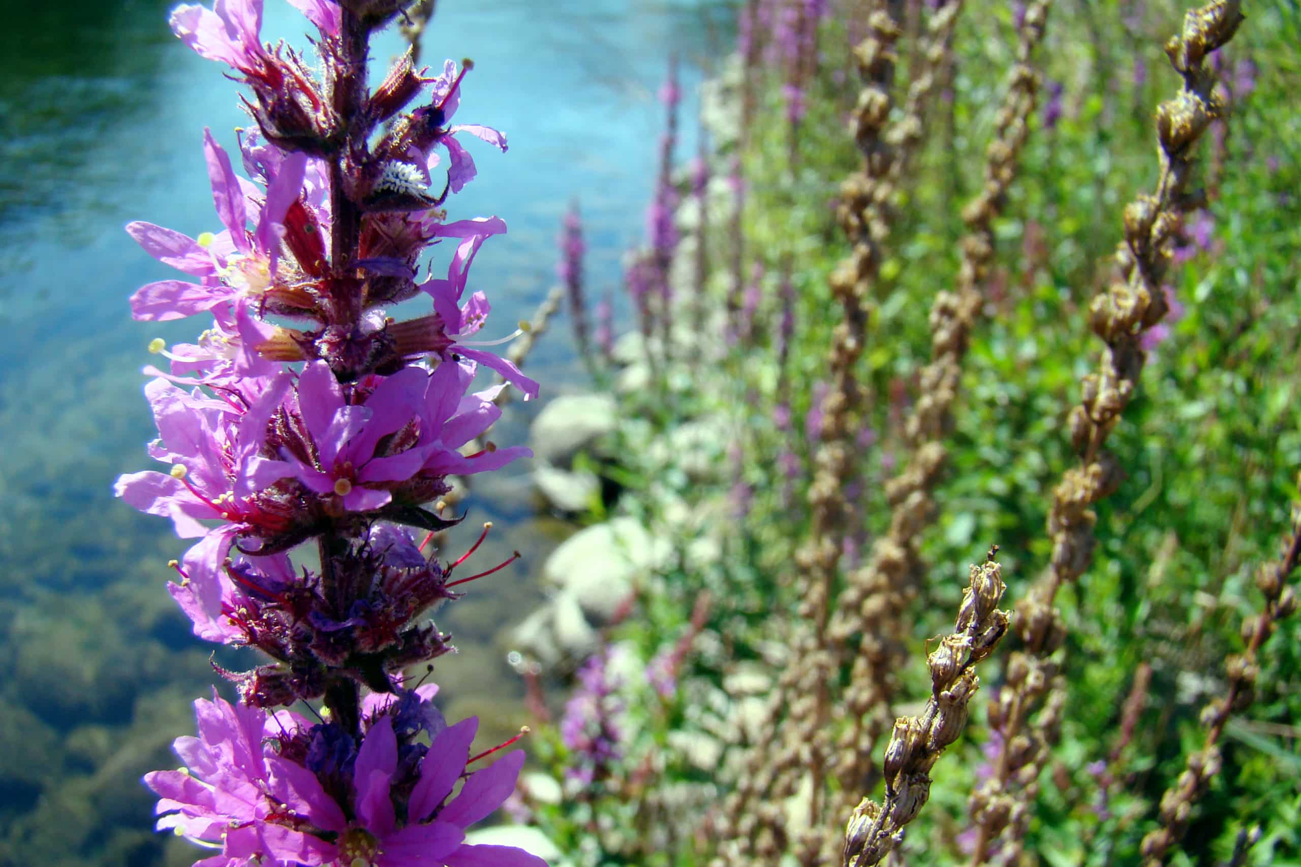 Purple loosestrife   Invasive Species Council of British Columbia