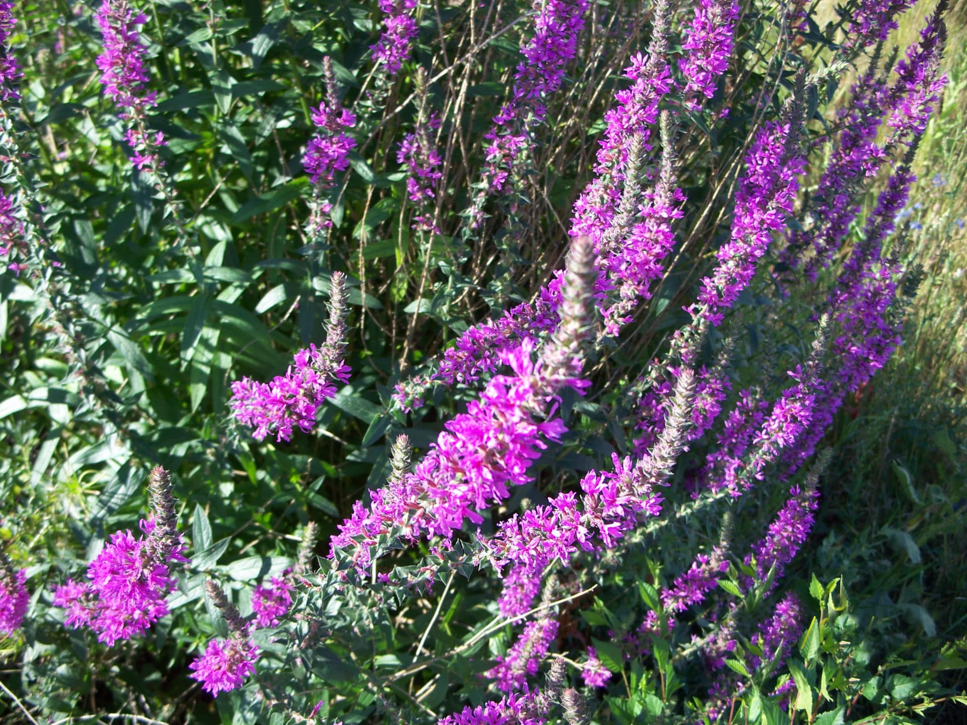 Purple Loosestrife Invasive Species Council Of British Columbia   Purple Loosestrife002 RMueller 1920x1440 