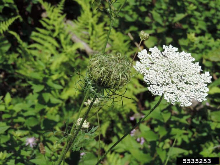 Queen Anne's lace - Invasive Species Council of British Columbia