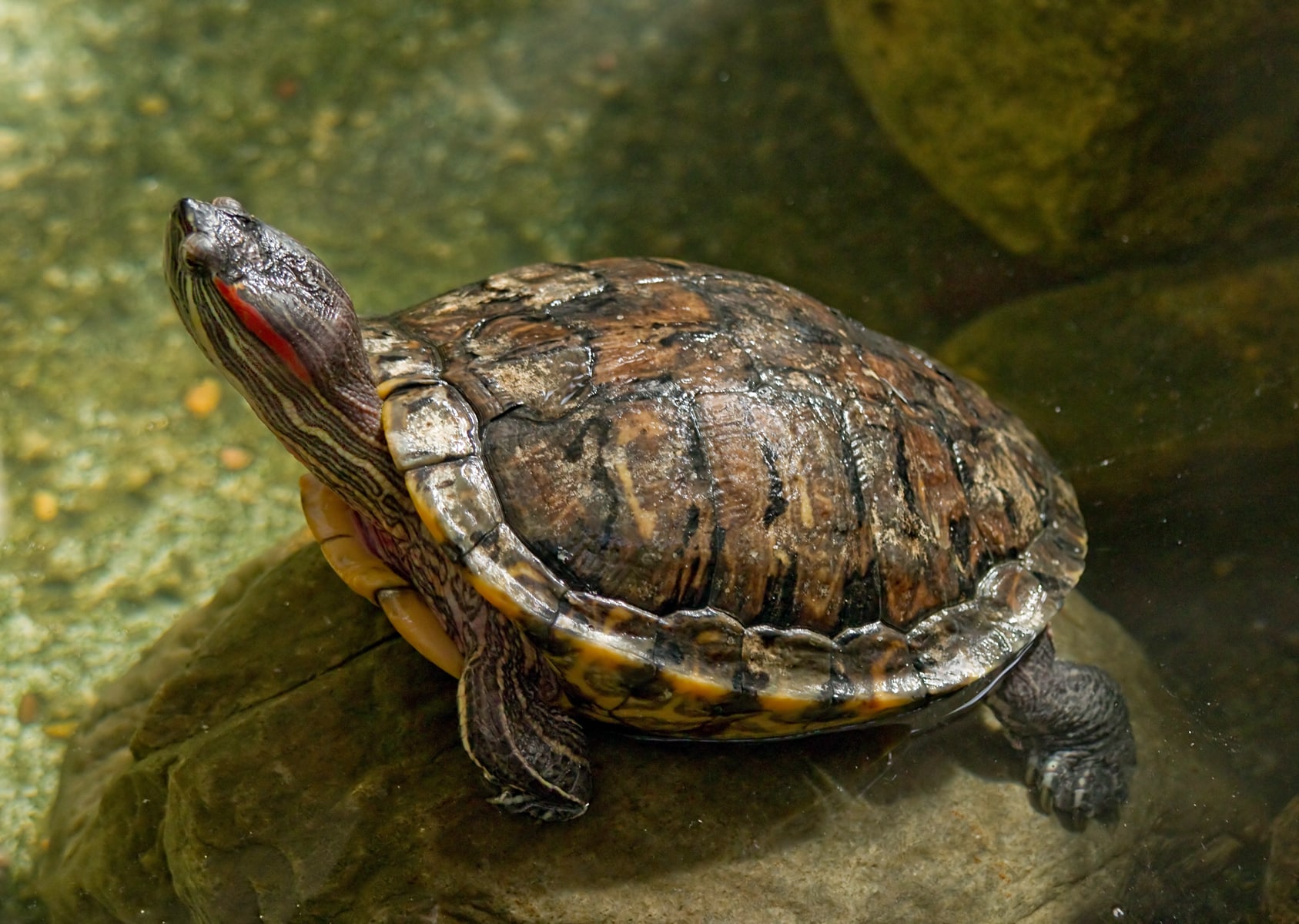 Are Red Eared Slider Turtles Invasive?