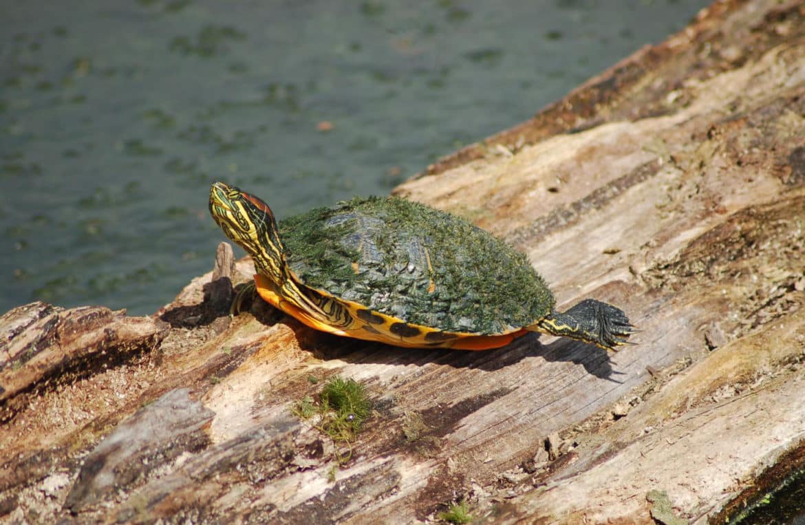 Red-eared slider turtle - Invasive Species Council of British Columbia