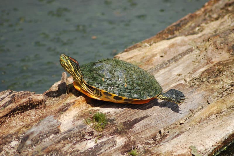 Red-Eared Slider Turtle - Invasive Species Council of British Columbia