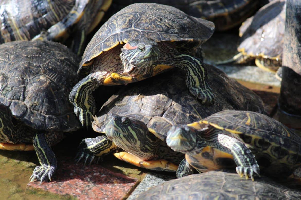 Red-eared slider turtle - Invasive Species Council of British Columbia