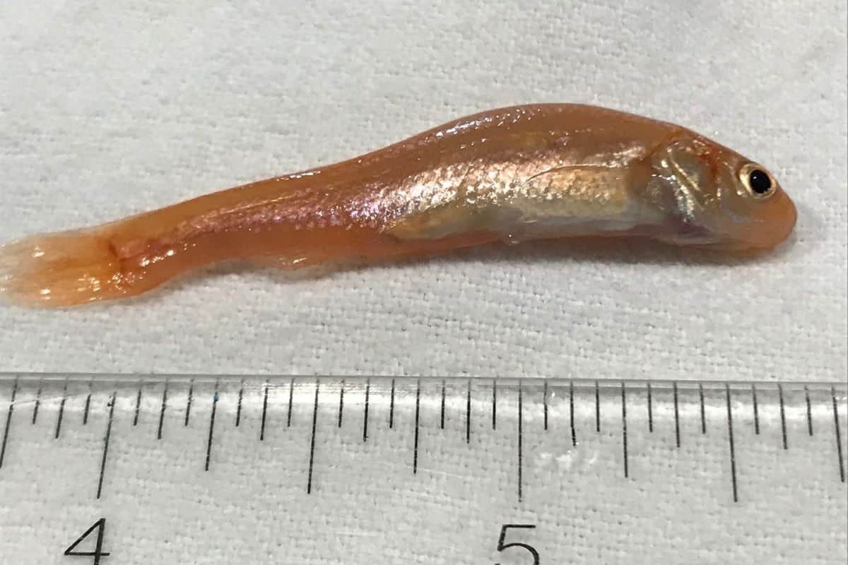 Rosy red minnow - Invasive Species Council of British Columbia