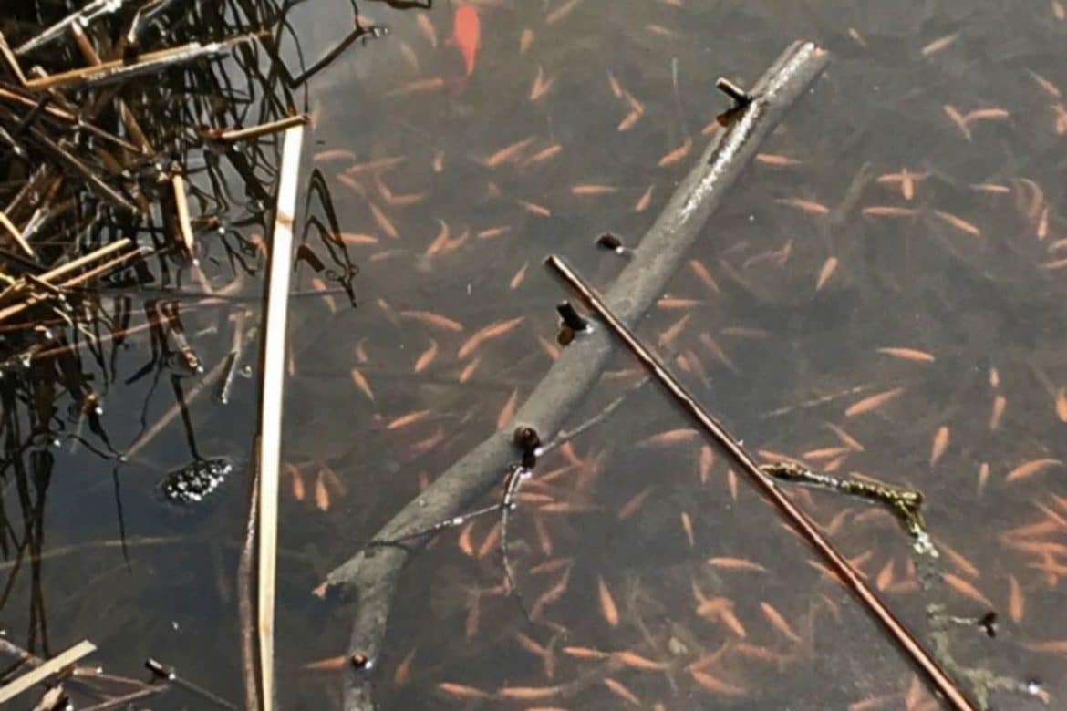 Rosy red minnow - Invasive Species Council of British Columbia