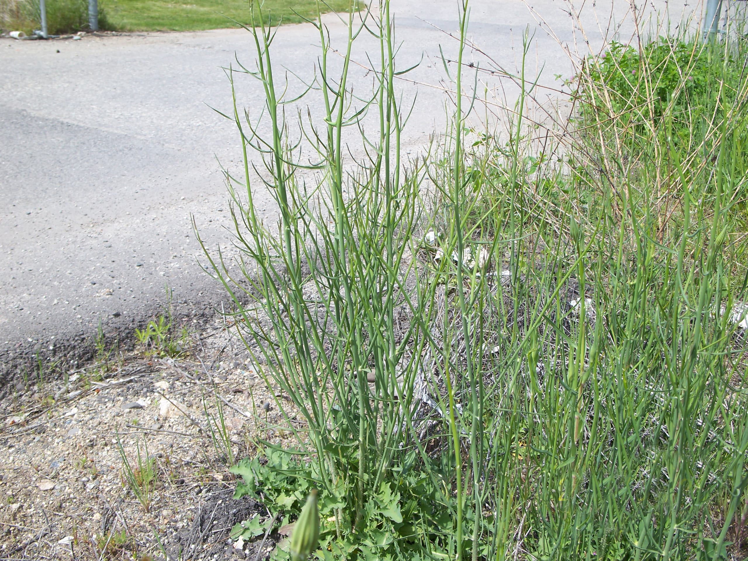 Rush skeletonweed - Invasive Species Council of British Columbia