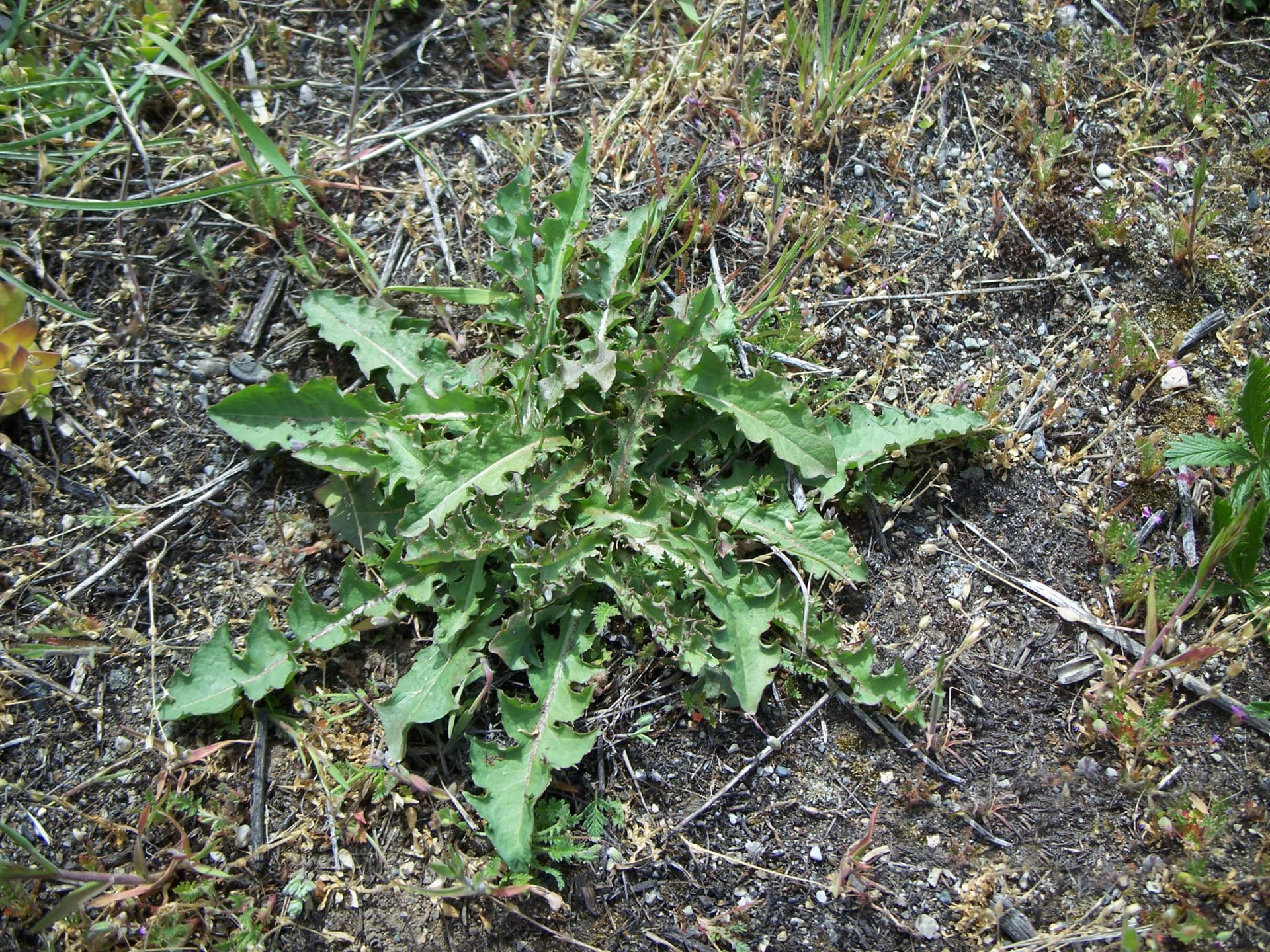 Rush skeletonweed - Invasive Species Council of British Columbia