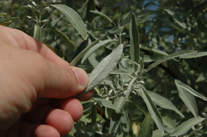 Russian Olive Invasive Species Council Of British Columbia 9510