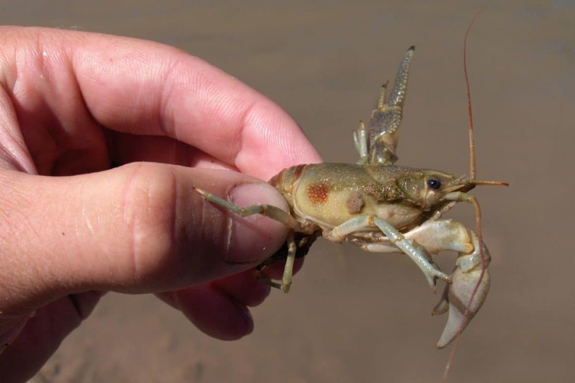 Rusty crayfish - Invasive Species Council of British Columbia