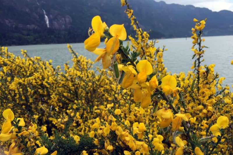 Scotch broom Invasive Species Council of British Columbia