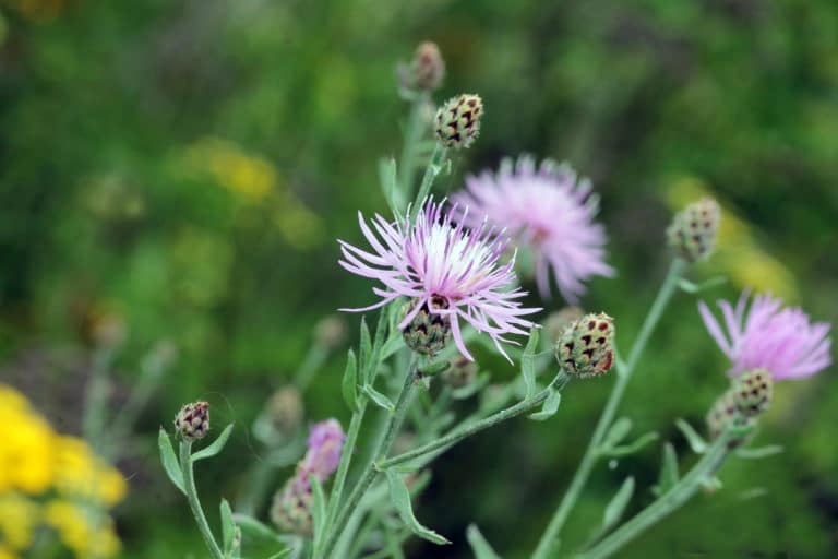 Spotted knapweed - Invasive Species Council of British Columbia