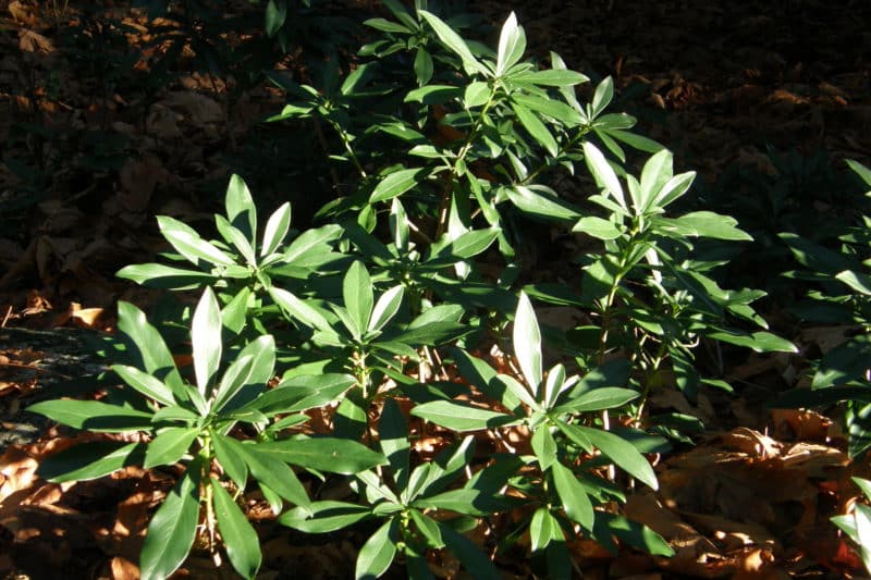 Daphne Spurge Laurel Invasive Species Council Of British Columbia