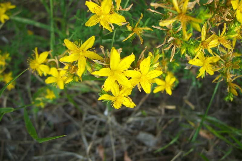 St Johns Wort