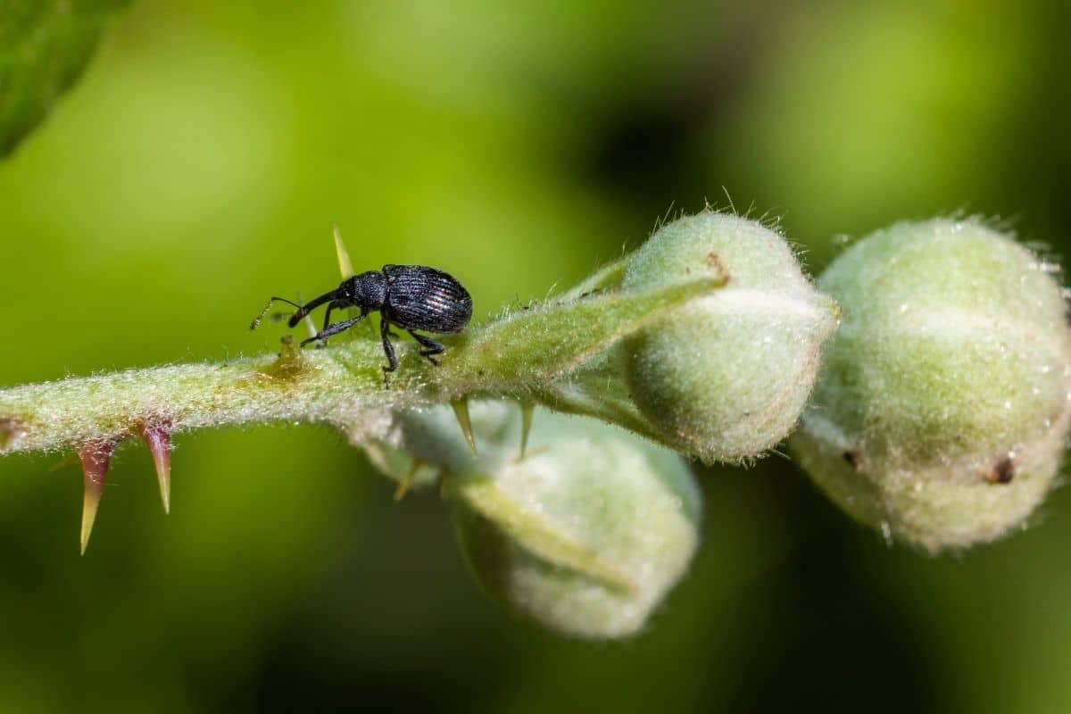 Strawberry blossom weevil - Invasive Species Council of British Columbia