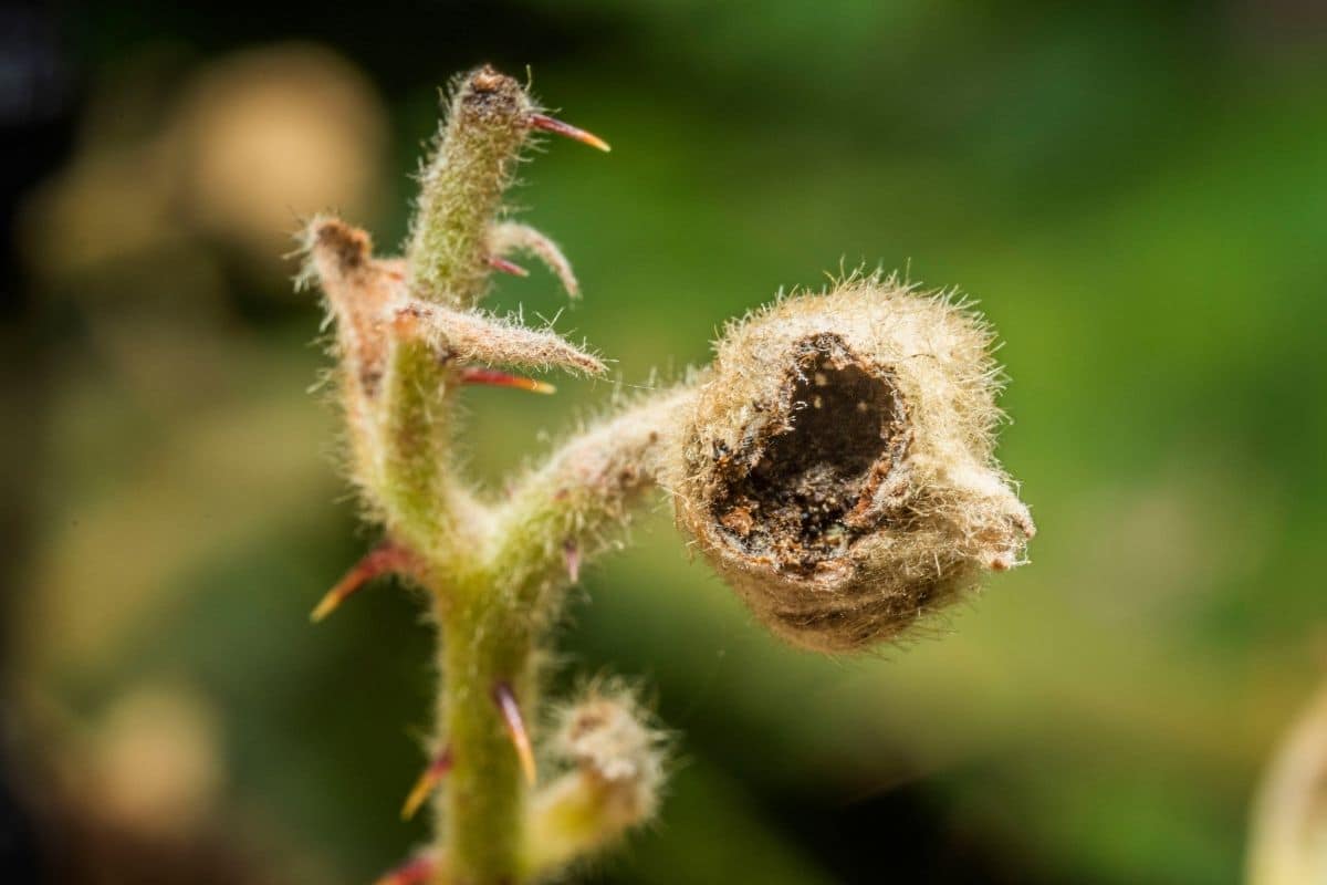 Strawberry blossom weevil Invasive Species Council of British Columbia