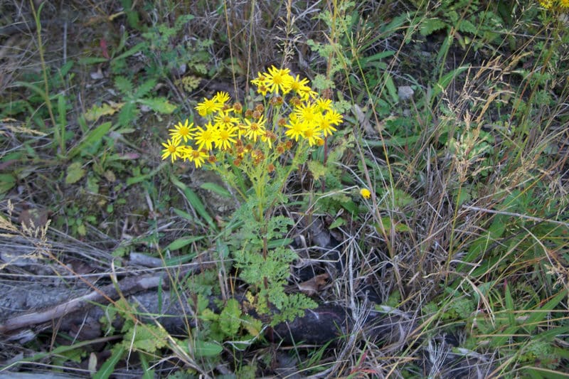 Tansy ragwort - Invasive Species Council of British Columbia