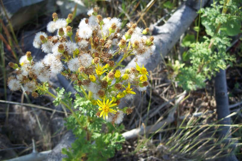 Tansy ragwort - Invasive Species Council of British Columbia