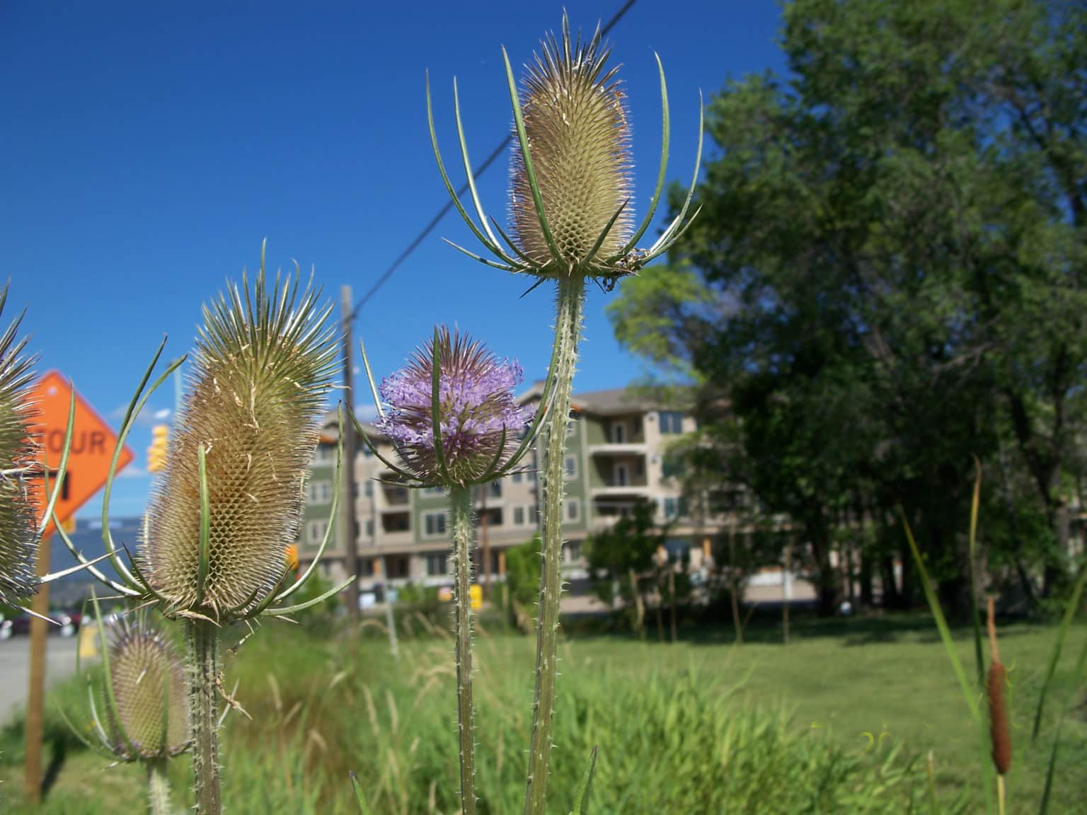 teasel-invasive-species-council-of-british-columbia