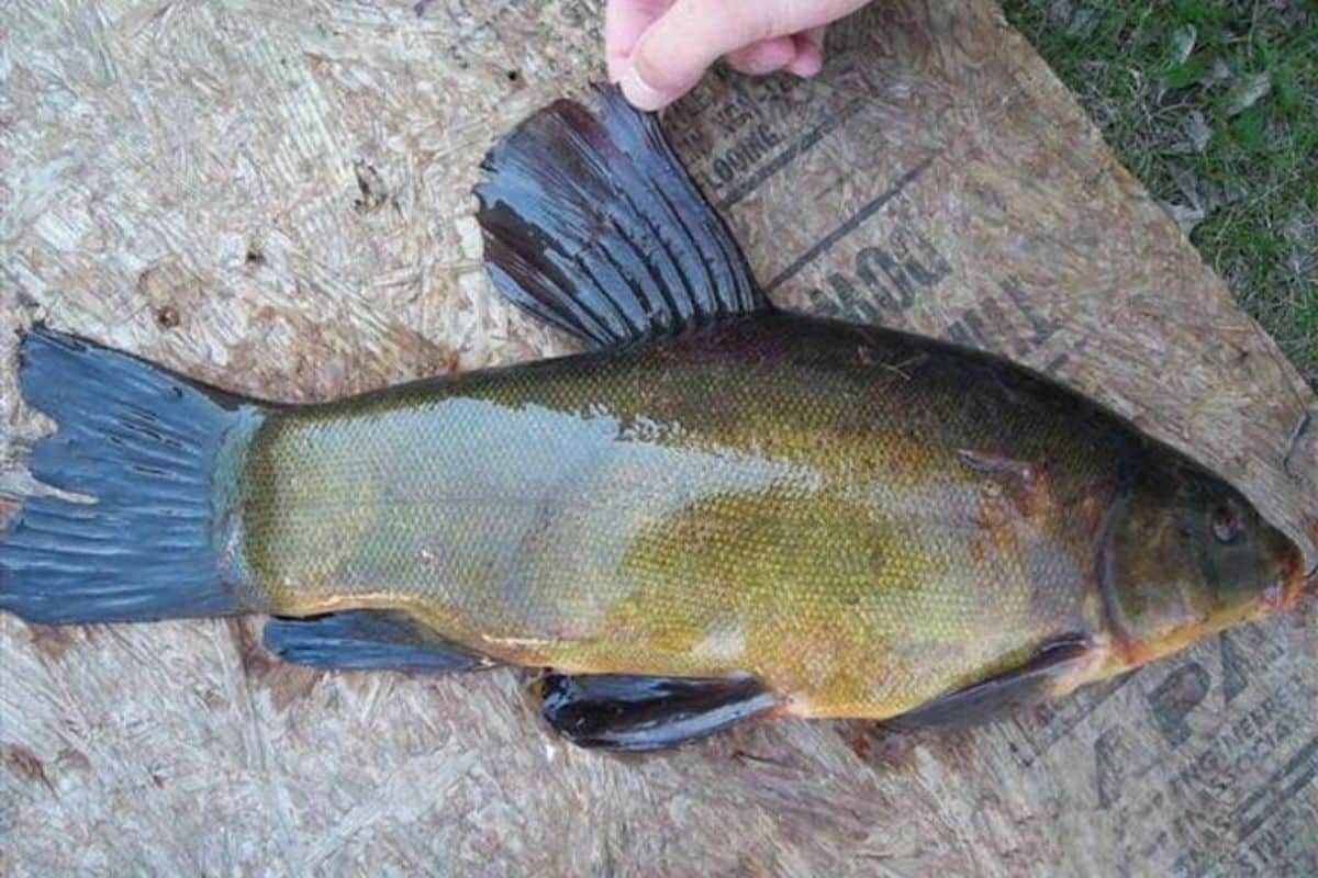 Tench clearance pond fish