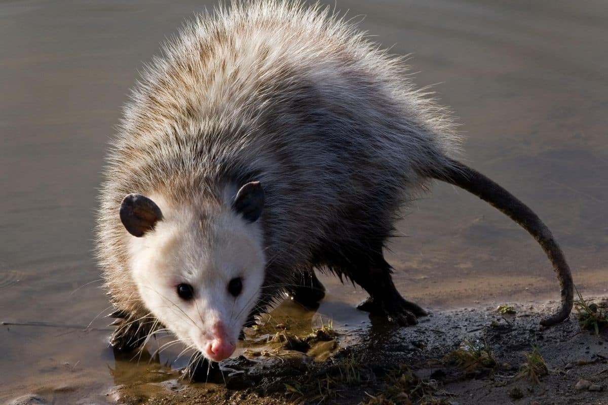 Virginia opossum - Invasive Species Council of British Columbia