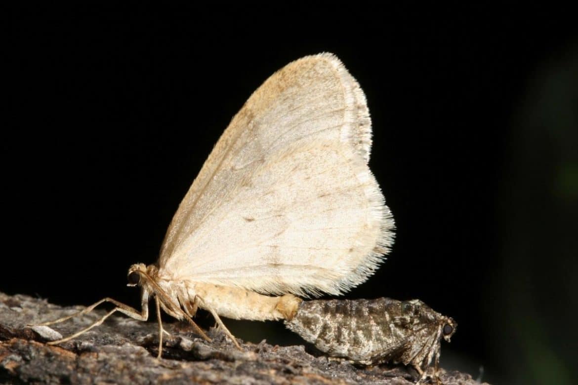 Winter moth Invasive Species Council of British Columbia