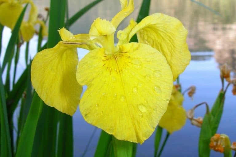 Yellow flag iris Invasive Species Council of British Columbia