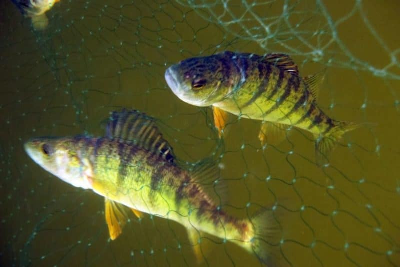 Yellow perch Invasive Species Council of British Columbia