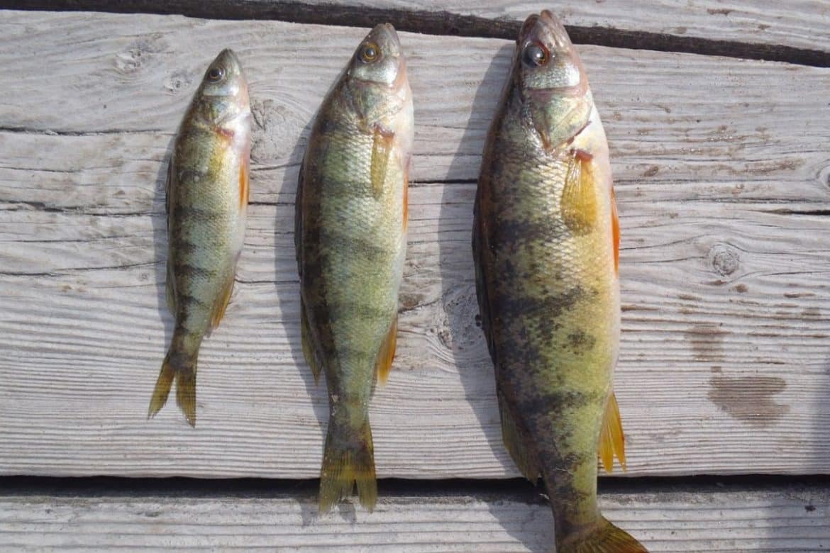 Yellow Perch - Invasive Species Council Of British Columbia