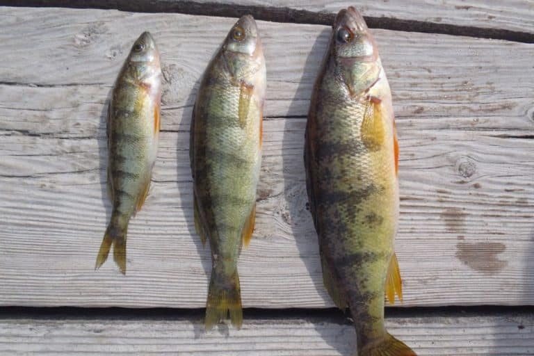 Yellow Perch - Invasive Species Council Of British Columbia