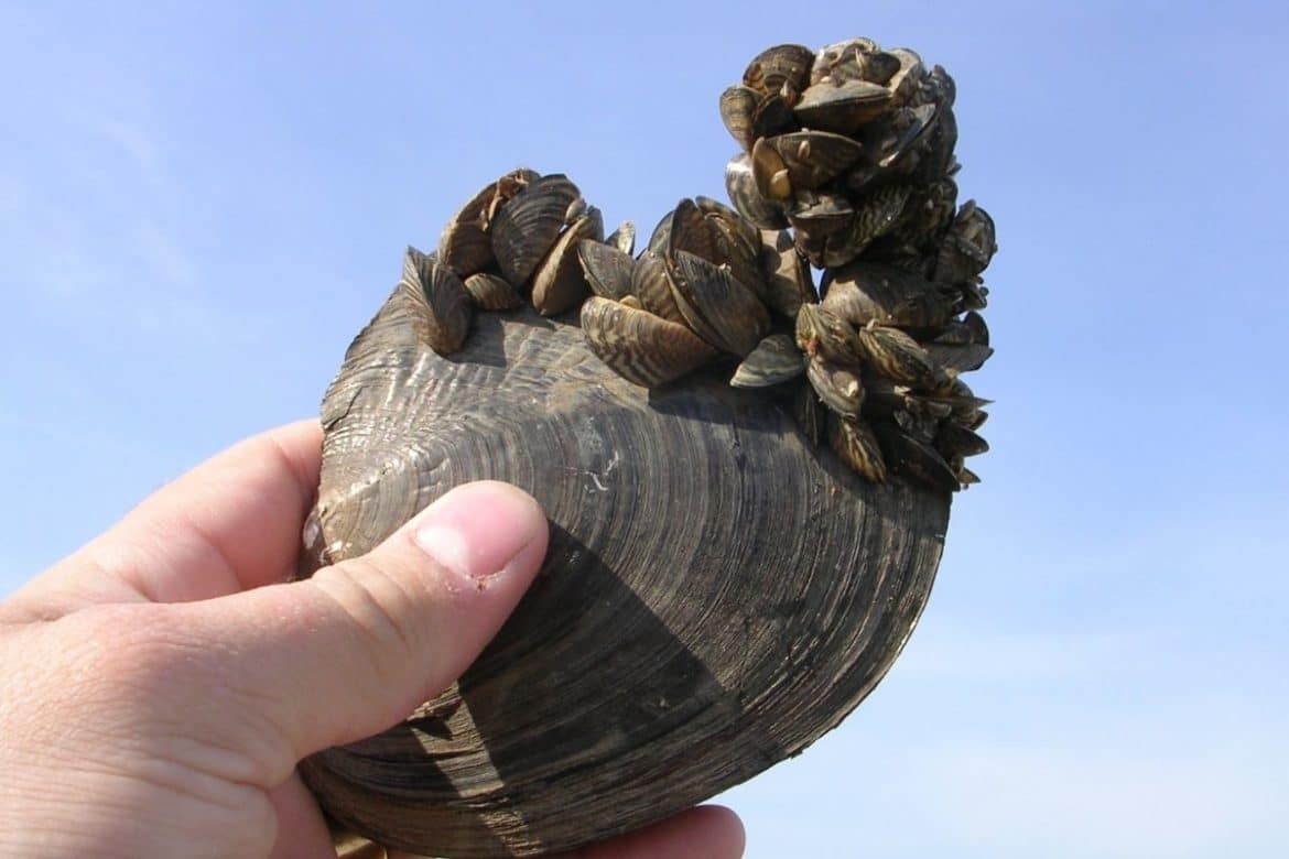 Aquarium “moss balls” could contain invasive zebra mussels