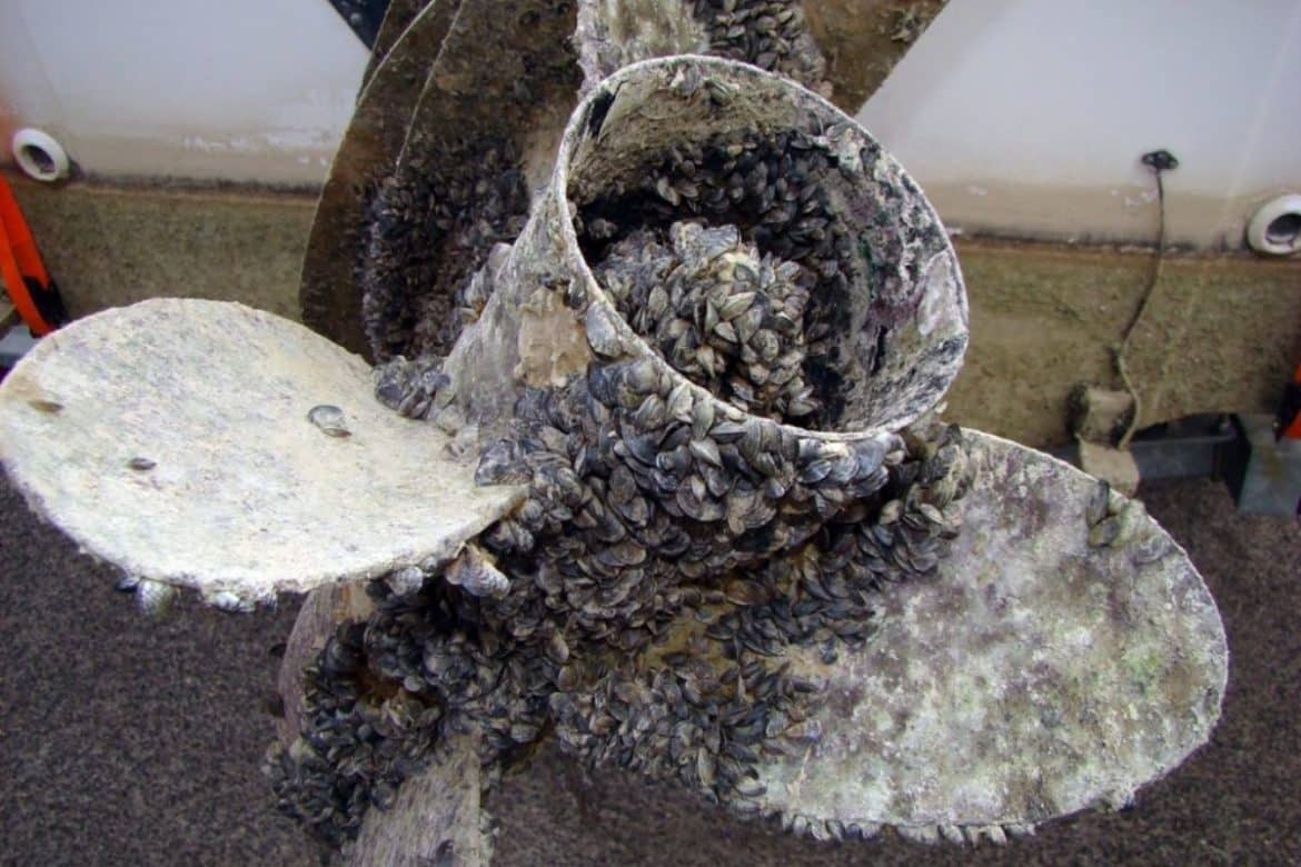 Zebra & Quagga mussels - Invasive Species Council of British Columbia