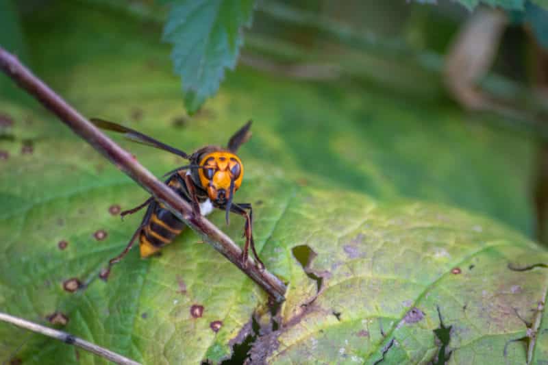 Northern giant hornet: A New Name for BC’s Invasive Hornets