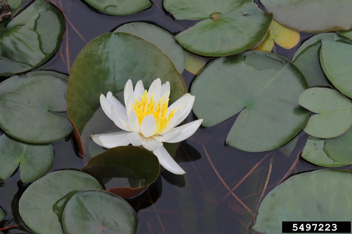 Fragrant waterlily - Invasive Species Council of British Columbia